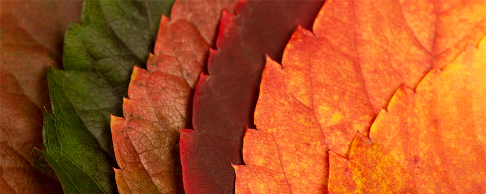Осенние палитры для акварели: бордо, терракота, горчичный🍂
