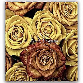 Фотоальбом Ufo 10*15*200 PP-46200 Rosal Фотоальбом Ufo 10*15*200 PP-46200 Rosal