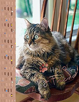 Фотоальбом Ufo 10*15*200 PP-46200 Pussycat5 Фотоальбом Ufo 10*15*200 PP-46200 Pussycat5