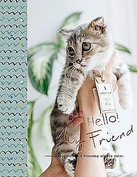 Фотоальбом Ufo 10*15*200 PP-46200 Pussycat4 Фотоальбом Ufo 10*15*200 PP-46200 Pussycat4