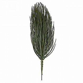 Гілка Сосна канадська, мала Гілка Сосна канадська, мала