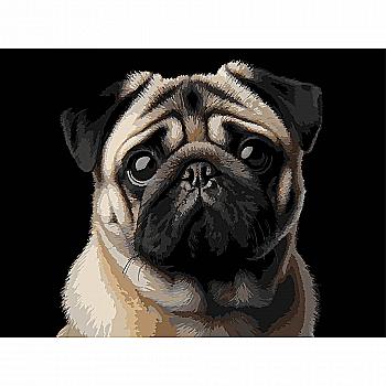 Картина по номерам 30*40 см "Мопс" на черном фоне, FH-34 ТМ "Strateg"