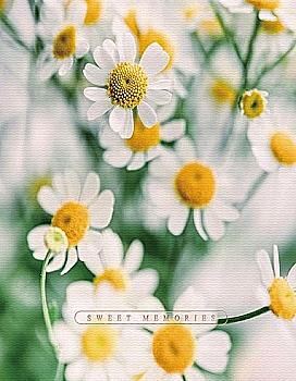 Фотоальбом Ufo 10*15*200 PP-46200 Сute Daisies