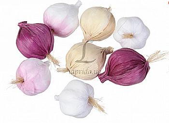 Чеснок декоративный, 5-60375