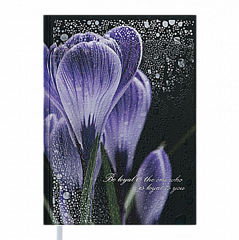 Щоденник недатований Posh, A5, 288 стр., фіолетовий, BM.2013-01 Щоденник недатований Posh, A5, 288 стр., фіолетовий, BM.2013-01