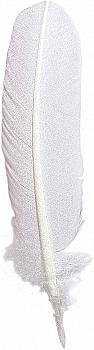 Гусяче перо для письма 28 см, білий, 23101T
