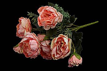 Розы декоративные, персиковые, 51-17260