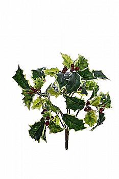 Декор новорічний Штучний кущ гостролисту 23 см, біло-зелений, 90030032