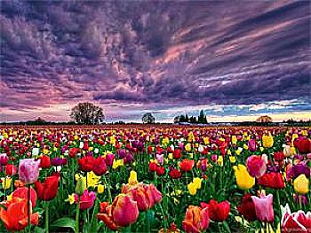 Набір для розпису по номерах 40*50 см "Поле тюльпанів", RA30800 Набір для розпису по номерах 40*50 см "Поле тюльпанів", RA30800