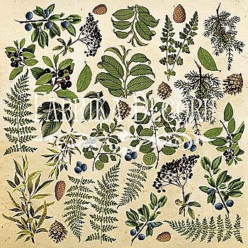 Лист для вырезания #2 "Botany summer" Лист для вырезания #2 "Botany summer"