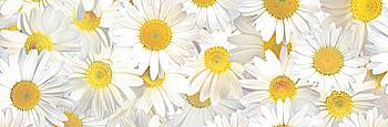 Калька "Флора"115г. 21*30см Ромашки UR 50214608R