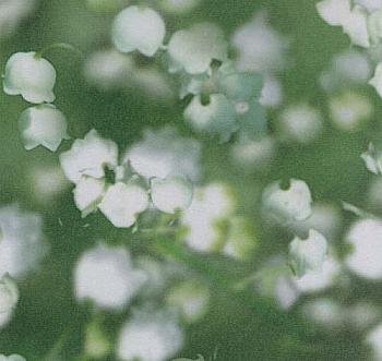 Калька "Флора"115г. 21*30см конвалії UR 50214605R