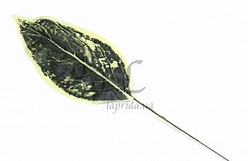 Листя педілантусу, 1 шт, 5-39999