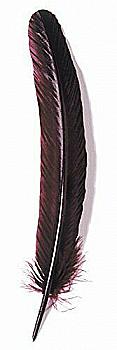 Гусиное перо для письма 28 см (цвета в ассорт.), 23199T