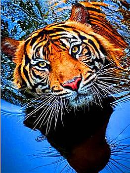 Набір для розпису по номерах 40*50 см "Тигр у воді", RA3638 Набір для розпису по номерах 40*50 см "Тигр у воді", RA3638