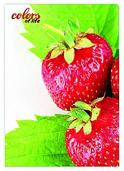 Папка А4, 20 файлів Colors of Life, Полуничка SK-20CL 412045 Папка А4, 20 файлів Colors of Life, Полуничка SK-20CL 412045