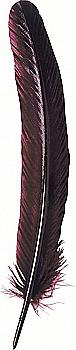 Гусяче перо для письма 28 см, бордовий, 23126T