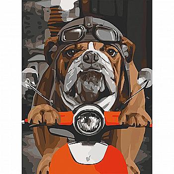 Набір для розпису по номерах 30*40 см "Бульдог на мопеді", 11661-NN