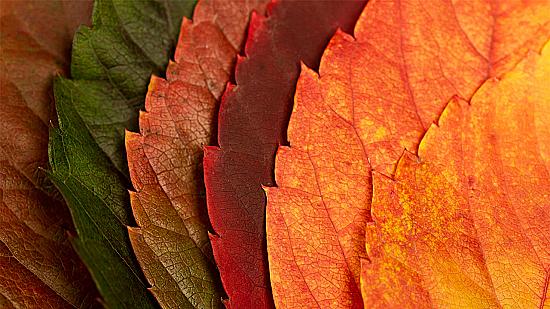 Осенние палитры для акварели: бордо, терракота, горчичный🍂