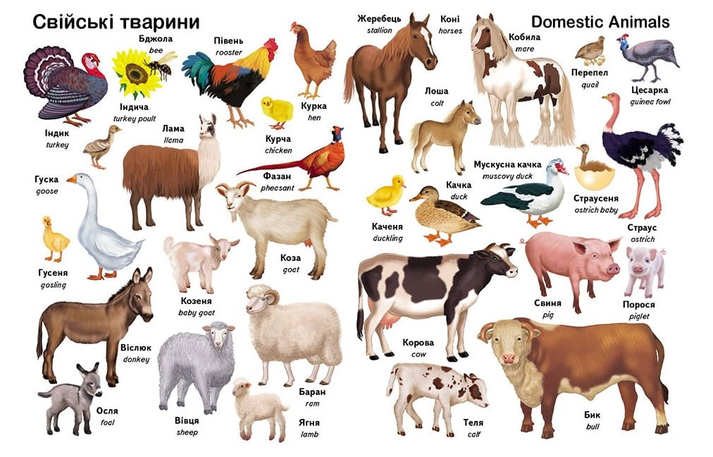 Книга "Перші слова. Тварини + англійська" (у/а) (4957) 1