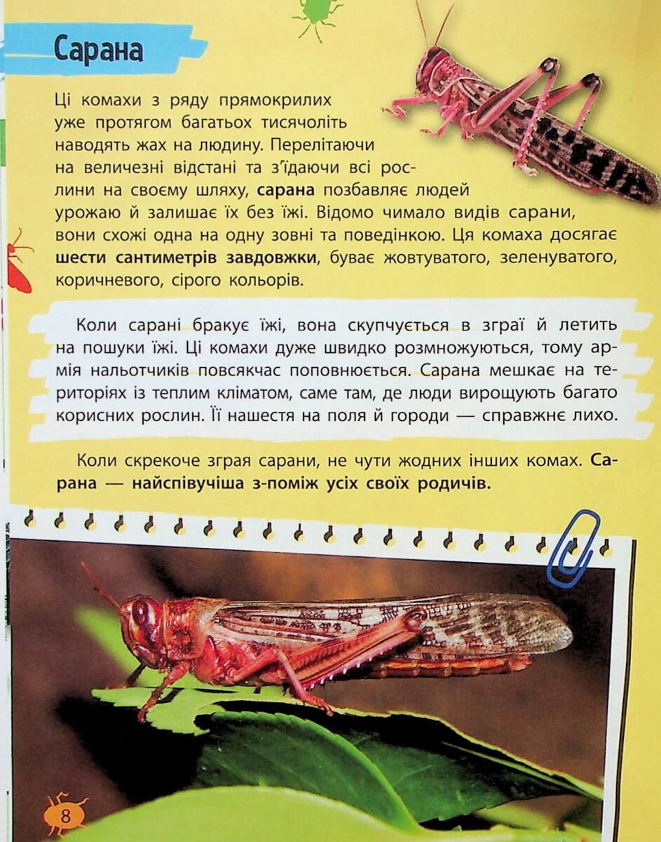 Книга "Миниенциклопедия. Насекомые и пауки" (у) (7234) 6
