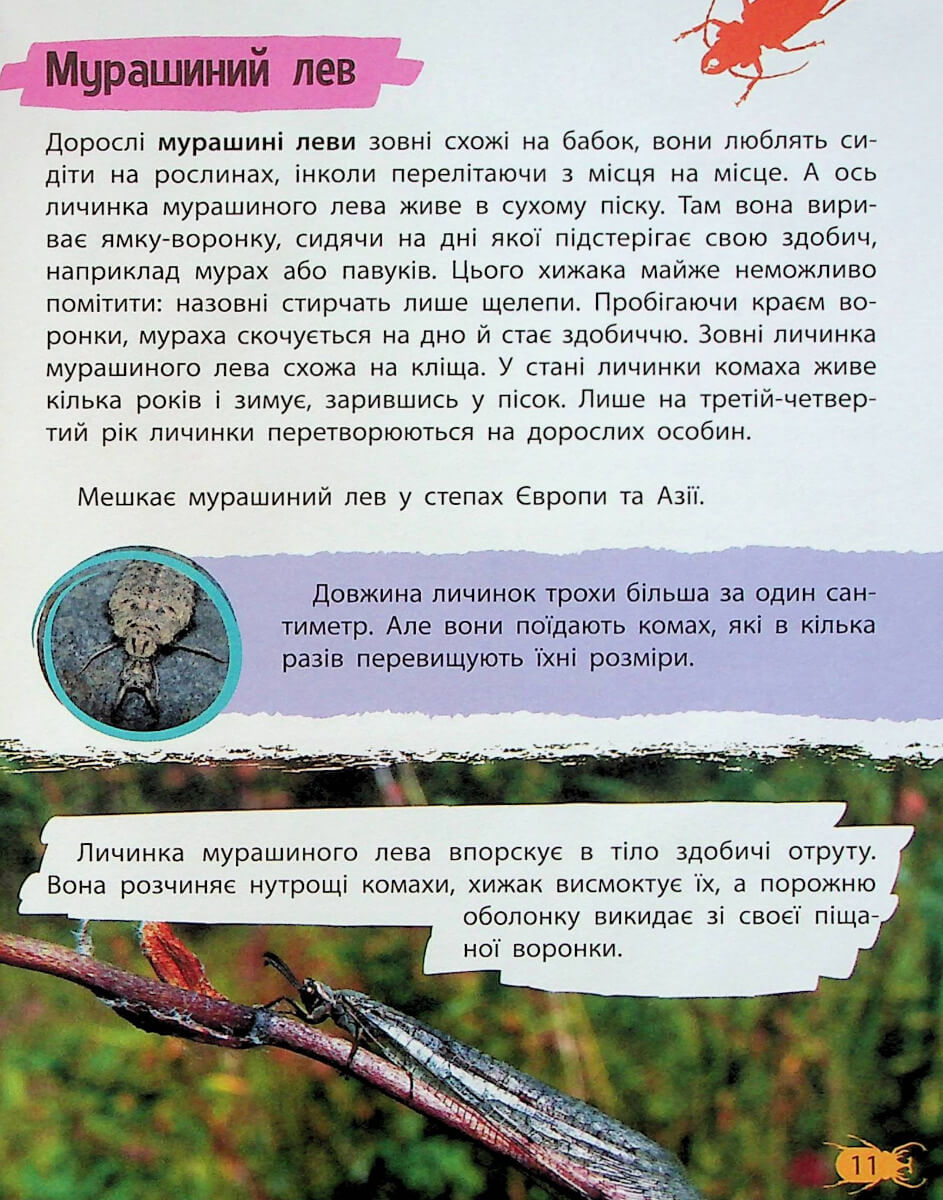 Книга "Миниенциклопедия. Насекомые и пауки" (у) (7234) 9