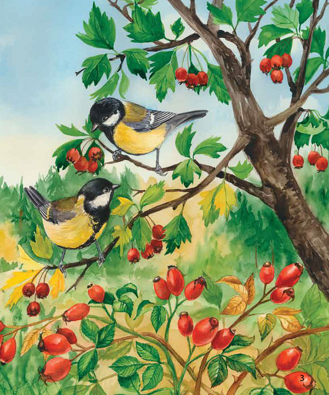 Книга "Енциклопедія дошкільника: Каспарова Ю. Ліс" (у) (6196) 2