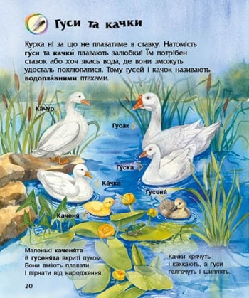 Книга "Енциклопедія дошкільника: Каспарова Ю. Свійські тварини" (у) (9118) 3