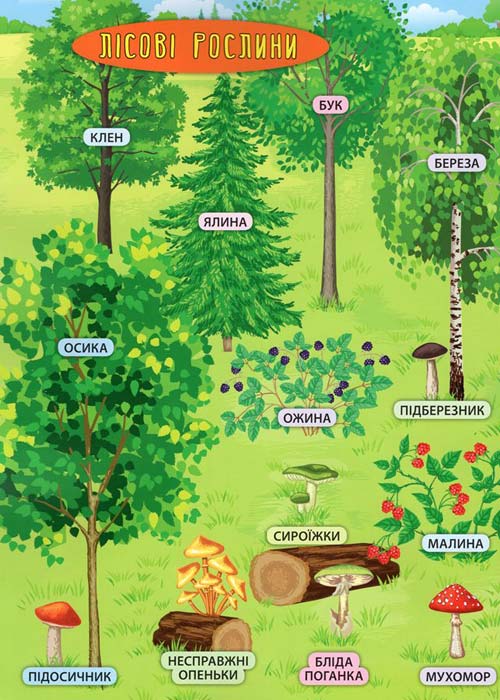 Книга Енциклопедія з наліпками.Лісові тварини та рослини (5006) 3
