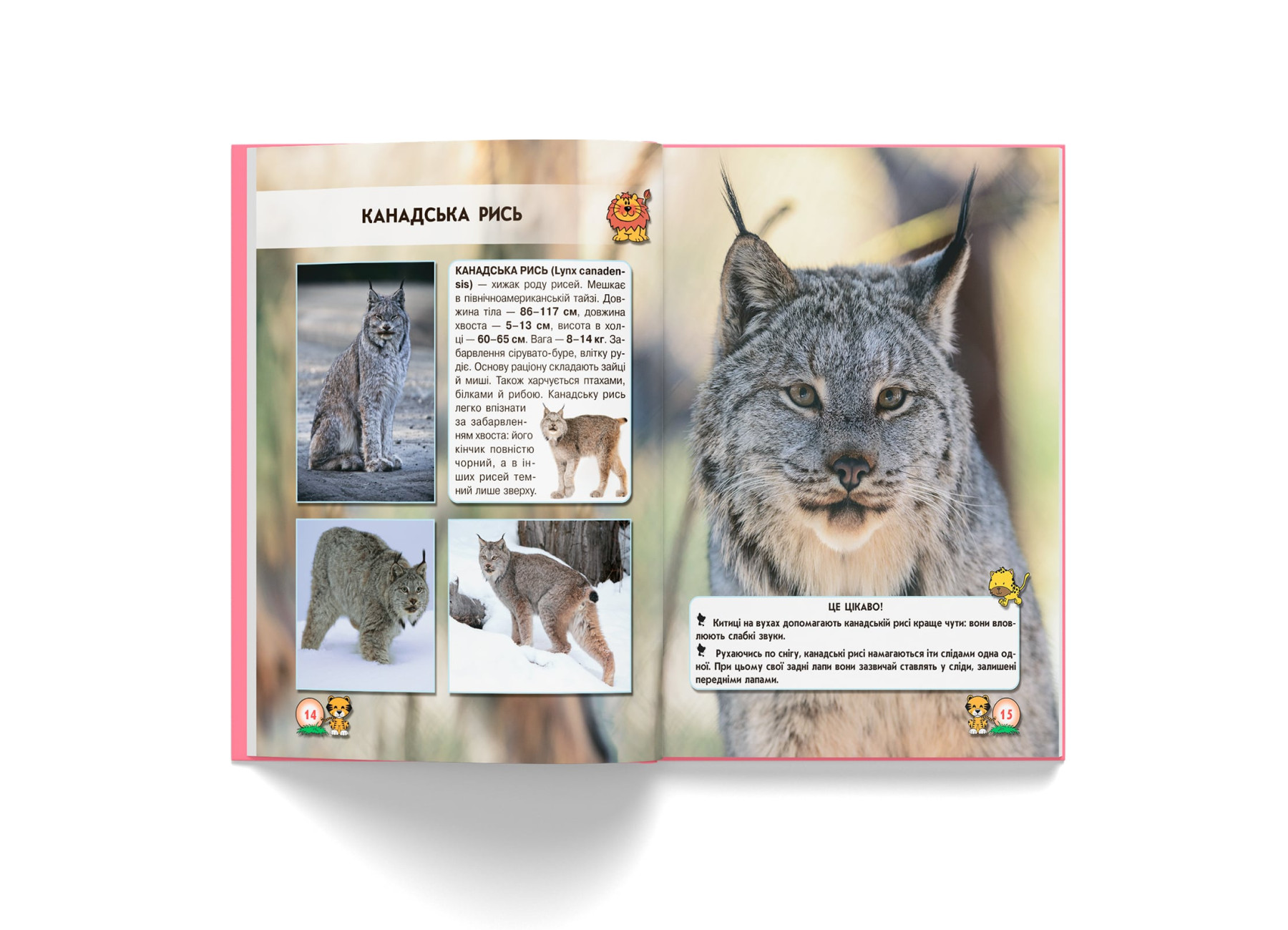 Книга "Світ навколо нас. Великі кішки" (у) (9550) 6