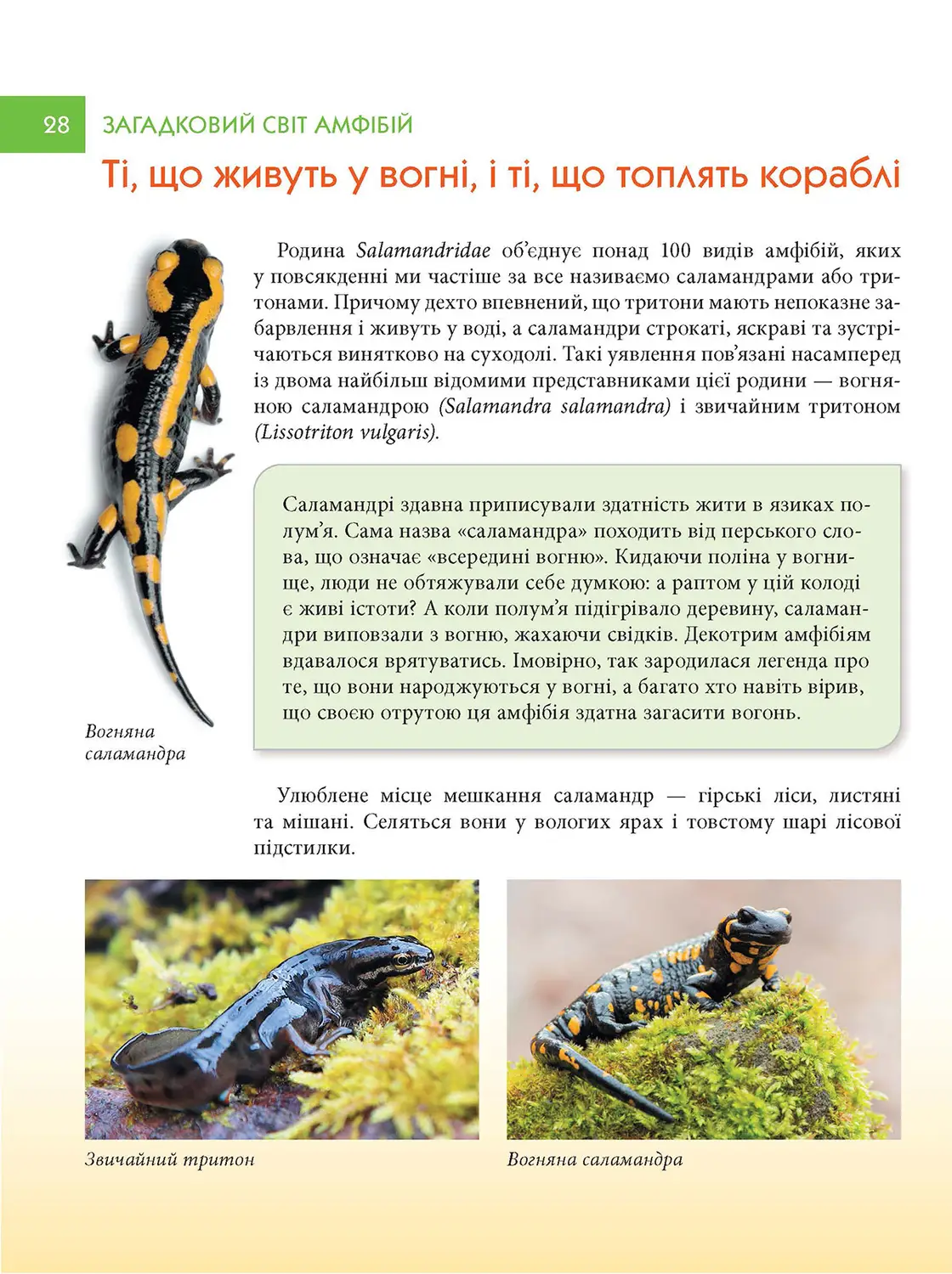 Книга "Енциклопедії: Загадковий світ амфібій" (у) (2263) 3