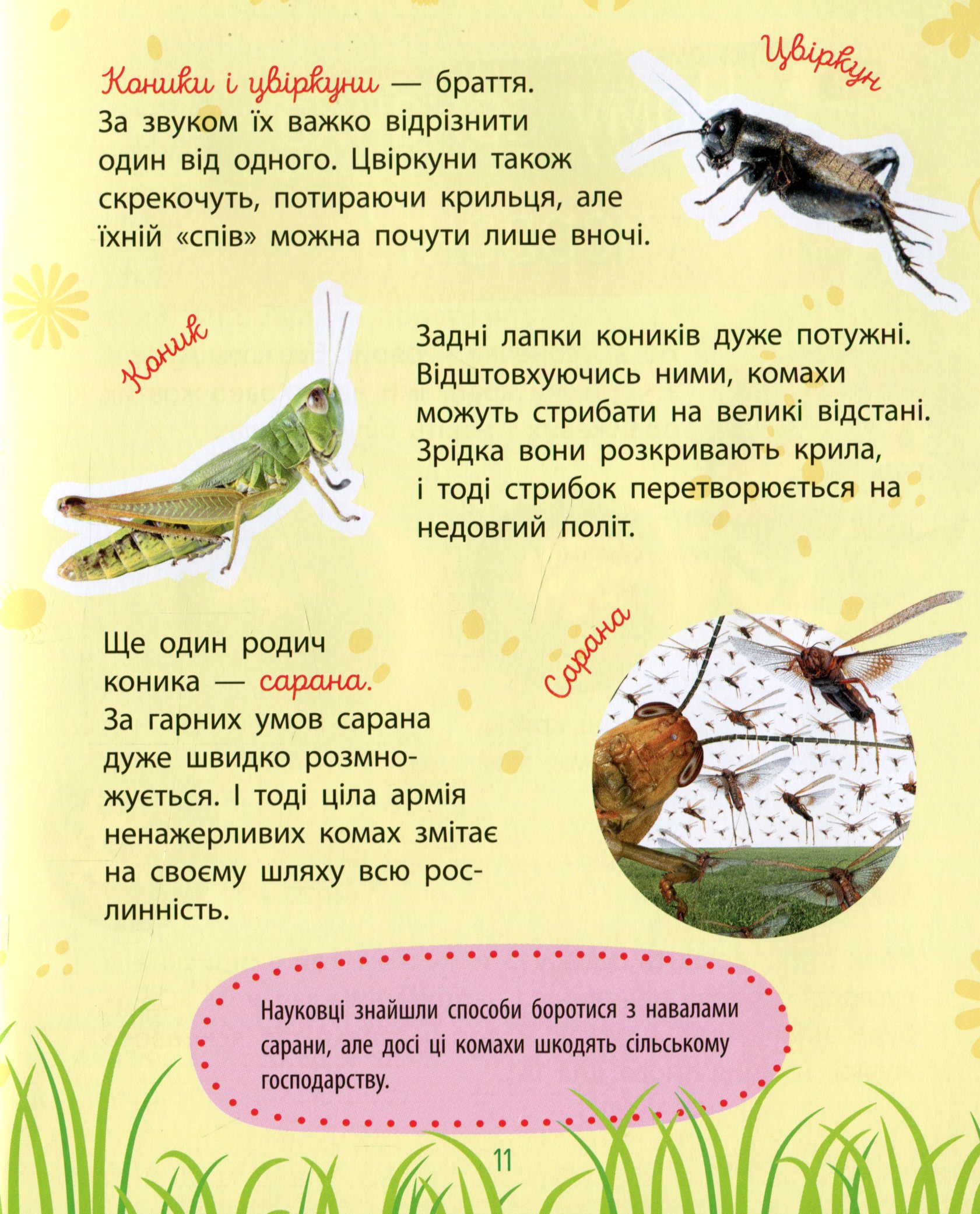 Книга "Чомусики. Комахи. Булгакова Г." (у) (7872) 5