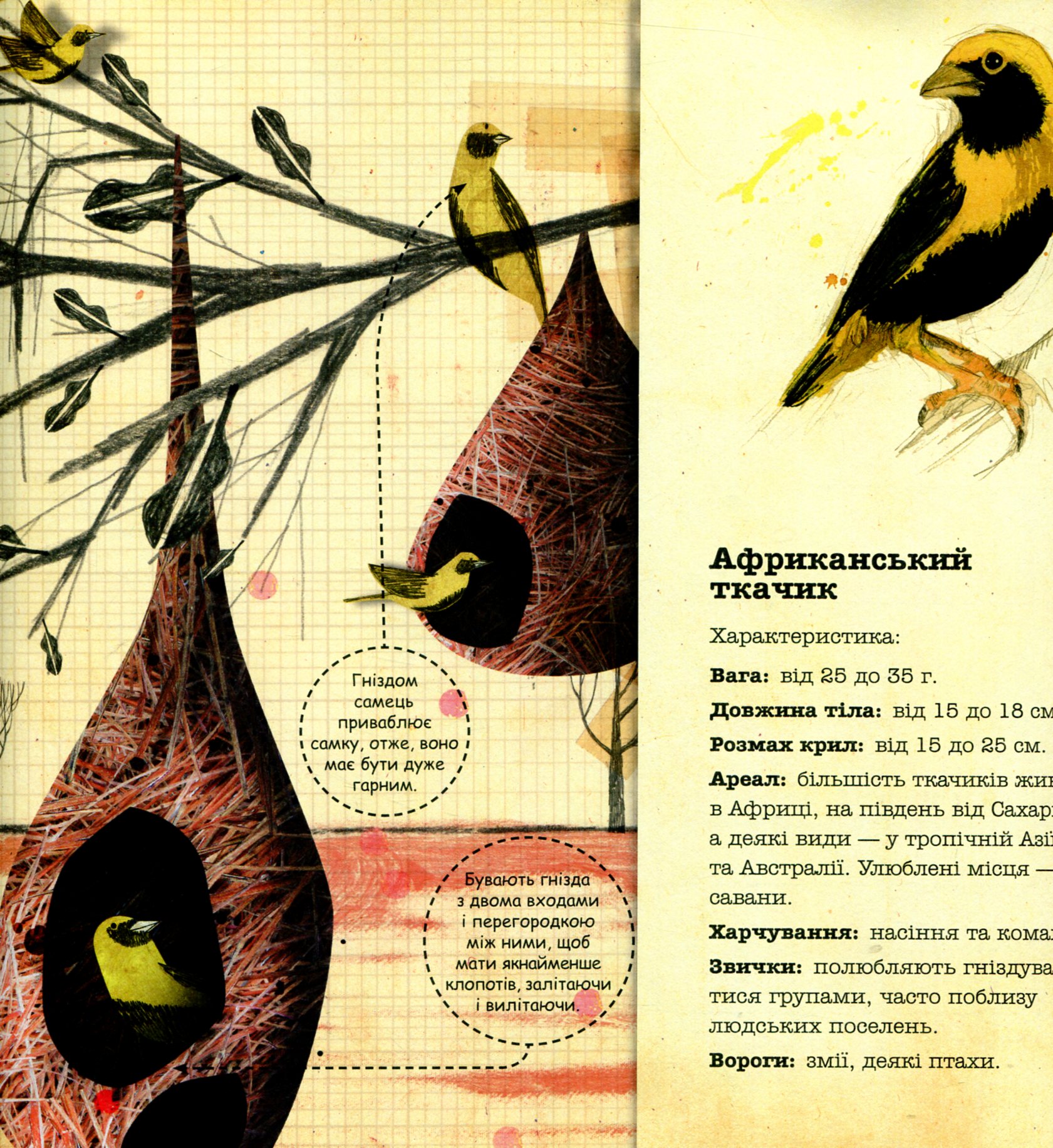 Книга "Архитекторы в мире животных" Д. Нассар (у) 8