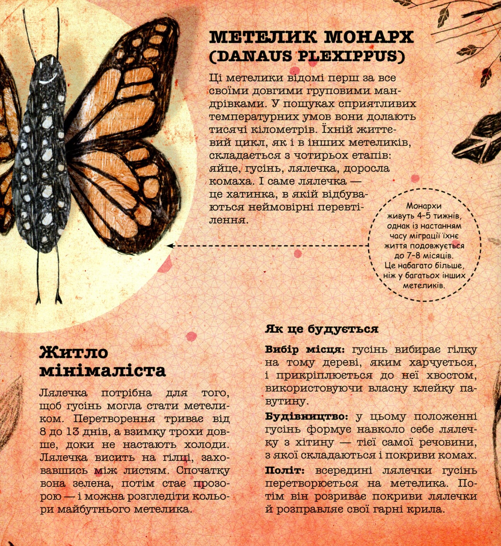 Книга "Архитекторы в мире животных" Д. Нассар (у) 9
