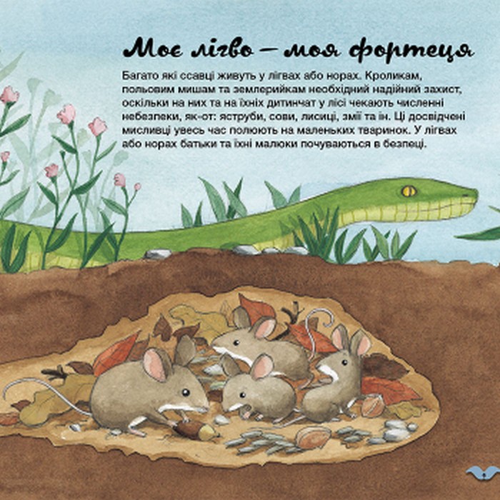 Книга "Кенгуру. Як тварини облаштовують свої домівки?" (у), 429513 5