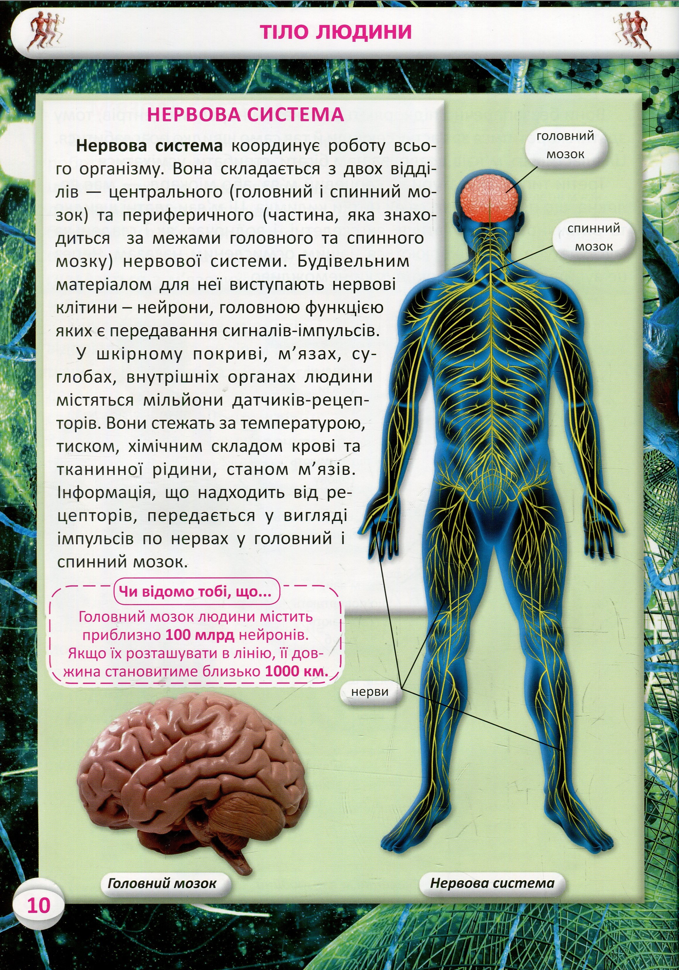 Книга "Усе про тіло людини. 1000 цікавих фактів" (у) 11