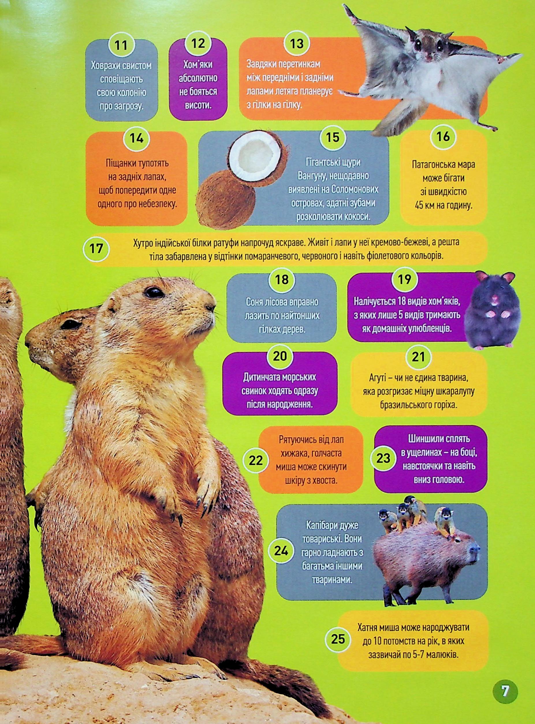 Книга "National Geographic kids. Шкряб! 100 цікавих фактів про гризунів" (у) (0805) 4