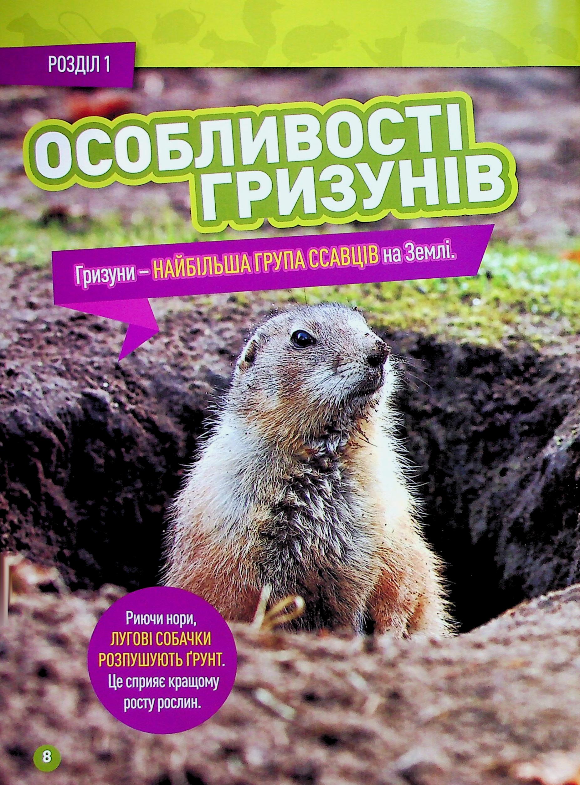 Книга "National Geographic kids. Шкряб! 100 цікавих фактів про гризунів" (у) (0805) 5