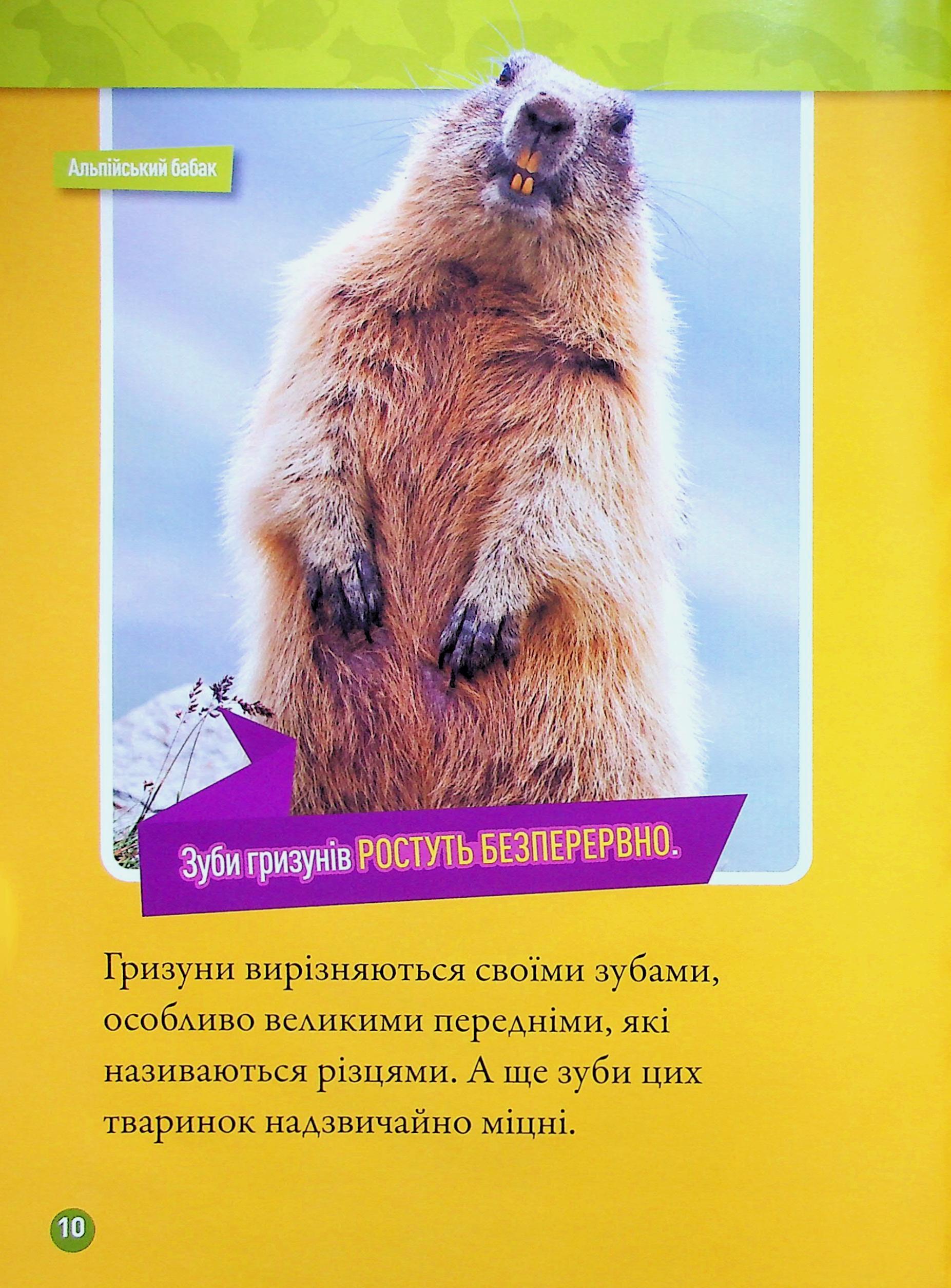 Книга "National Geographic kids. Шкряб! 100 цікавих фактів про гризунів" (у) (0805) 7
