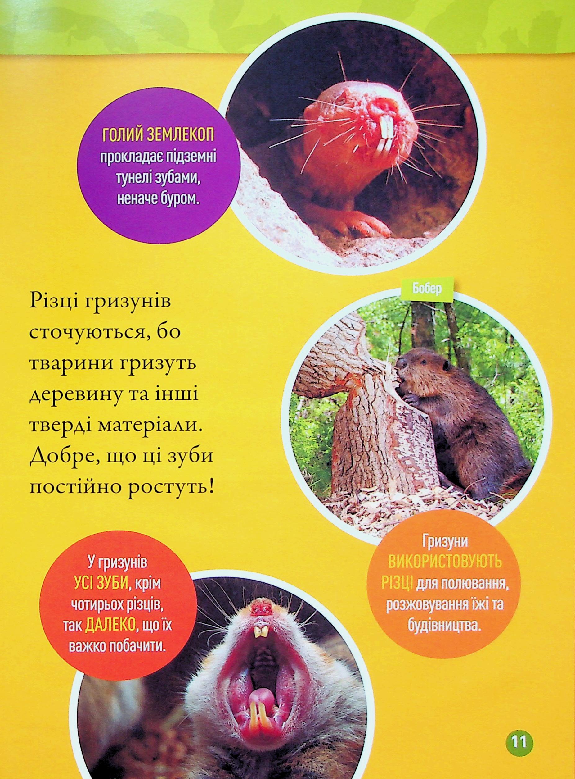 Книга "National Geographic kids. Шкряб! 100 цікавих фактів про гризунів" (у) (0805) 8