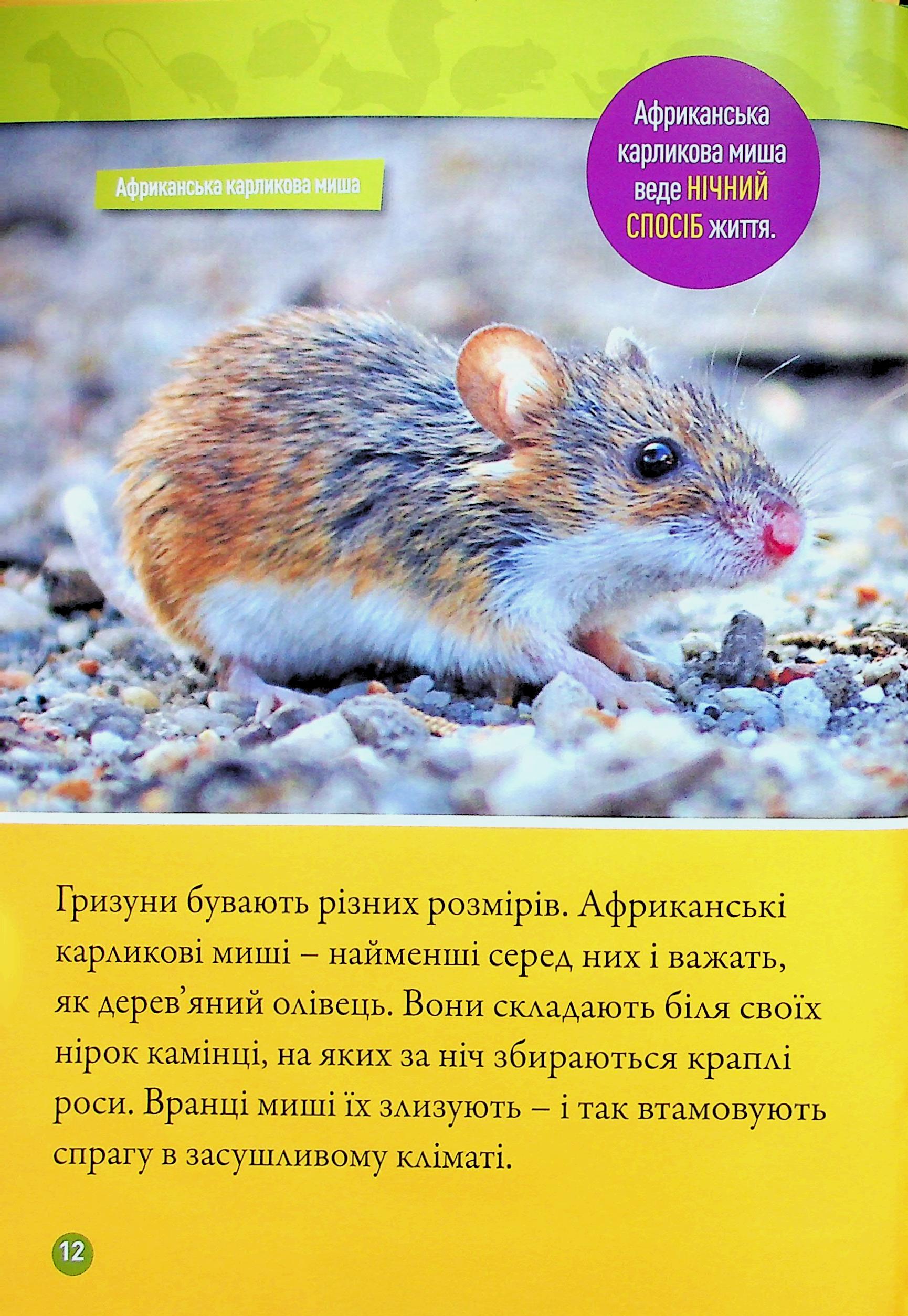 Книга "National Geographic kids. Шкряб! 100 цікавих фактів про гризунів" (у) (0805) 9