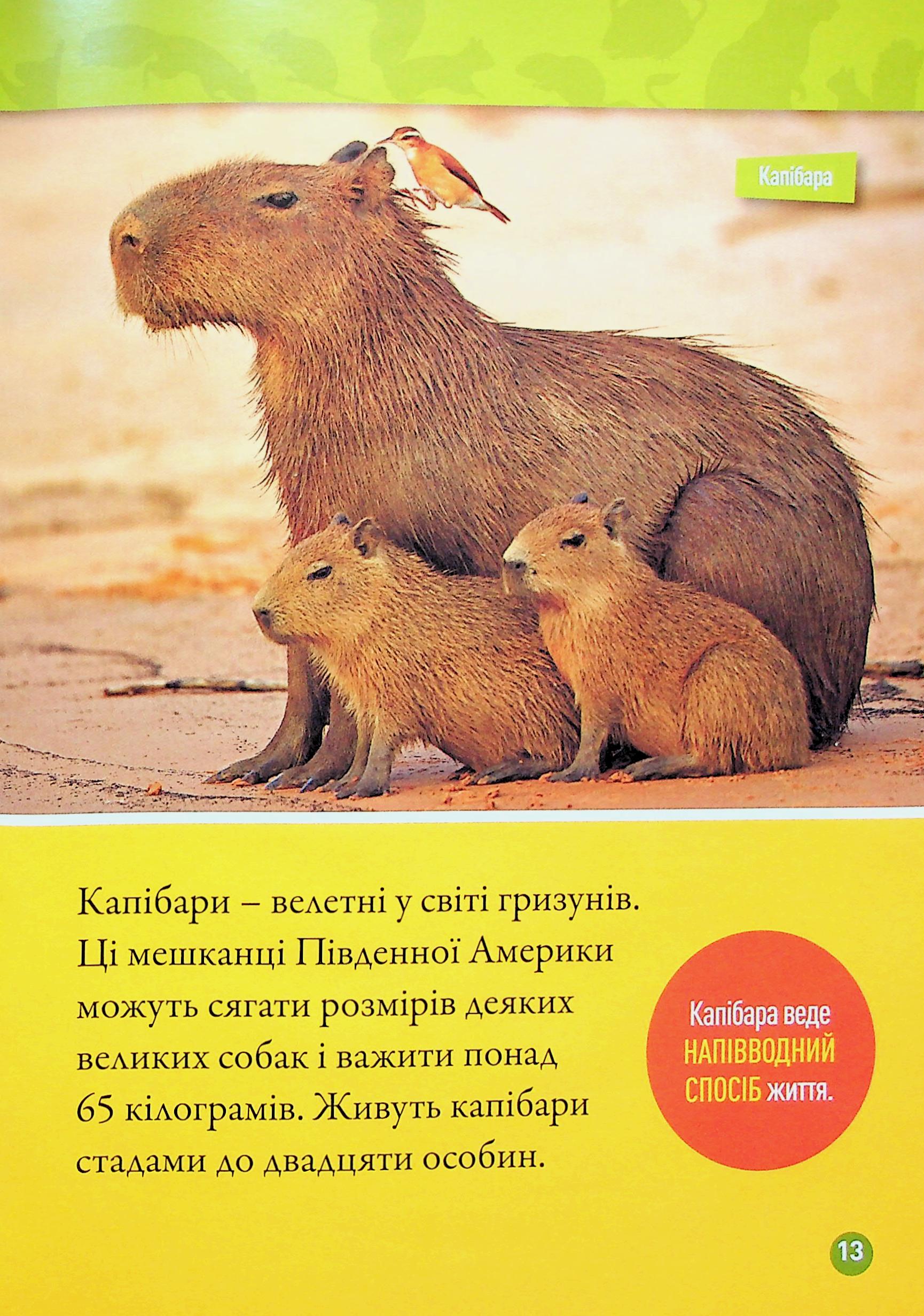 Книга "National Geographic kids. Шкряб! 100 цікавих фактів про гризунів" (у) (0805) 10