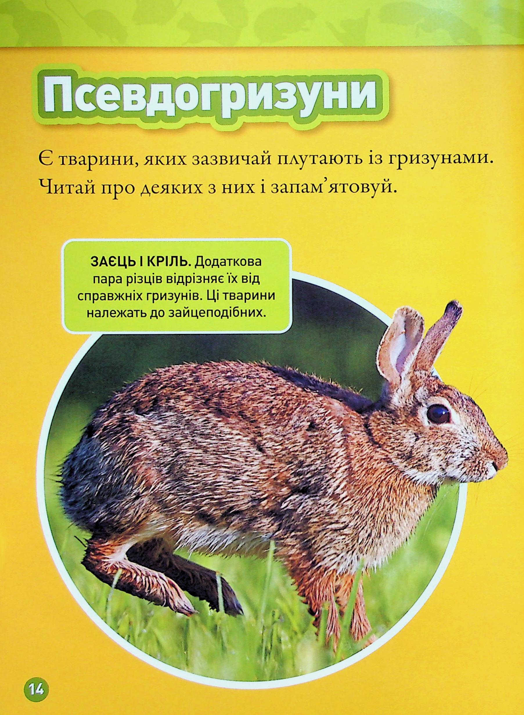 Книга "National Geographic kids. Шкряб! 100 цікавих фактів про гризунів" (у) (0805) 11