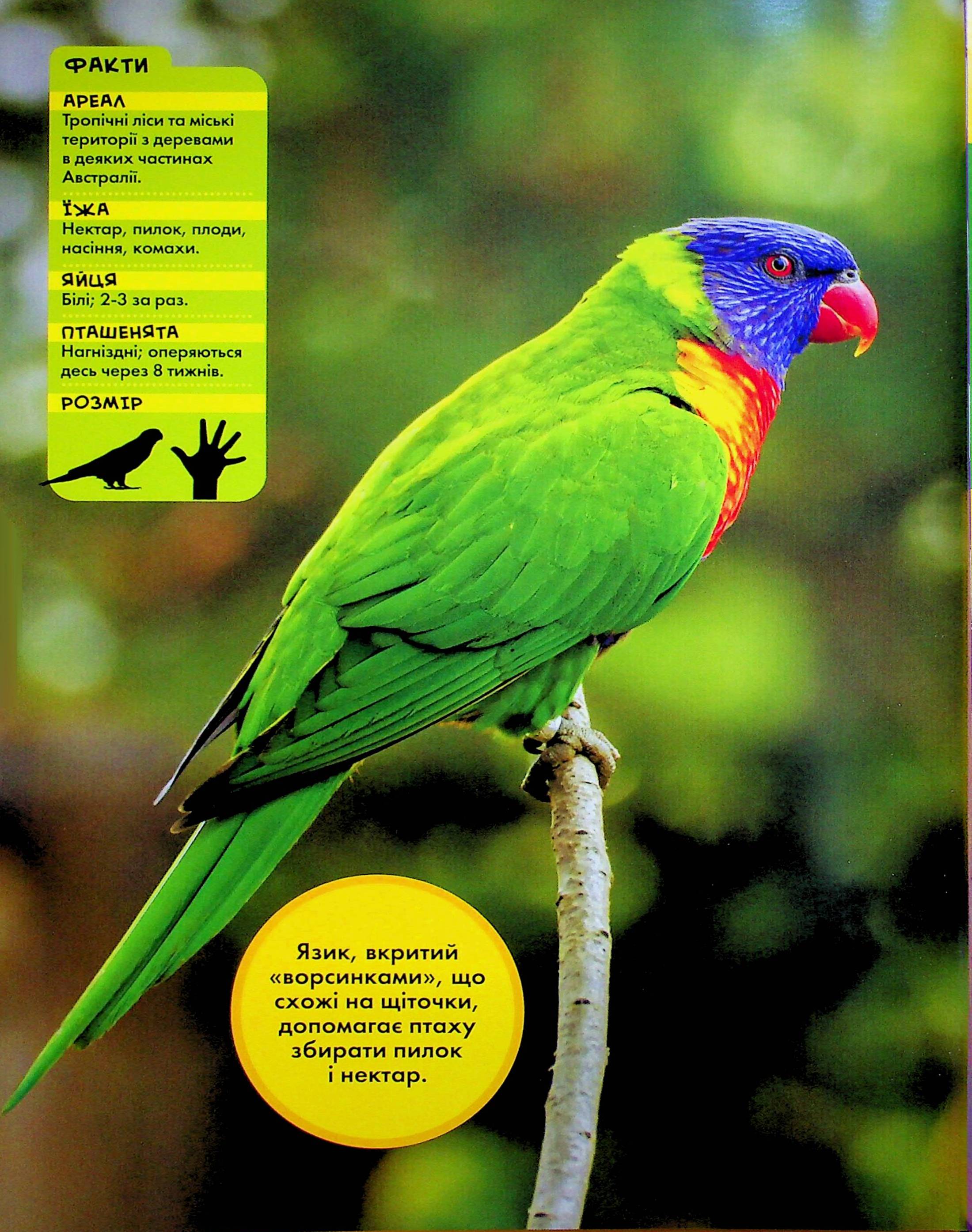 Книга "National Geographic. Моя первая энциклопедия. Птицы" (у) (0782) 4