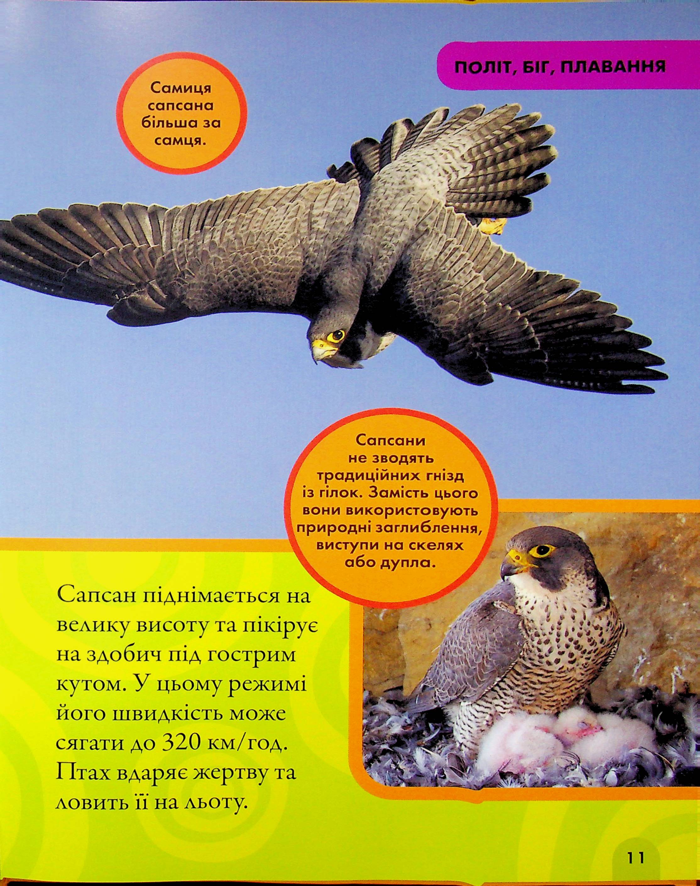 Книга "National Geographic. Моя первая энциклопедия. Птицы" (у) (0782) 7