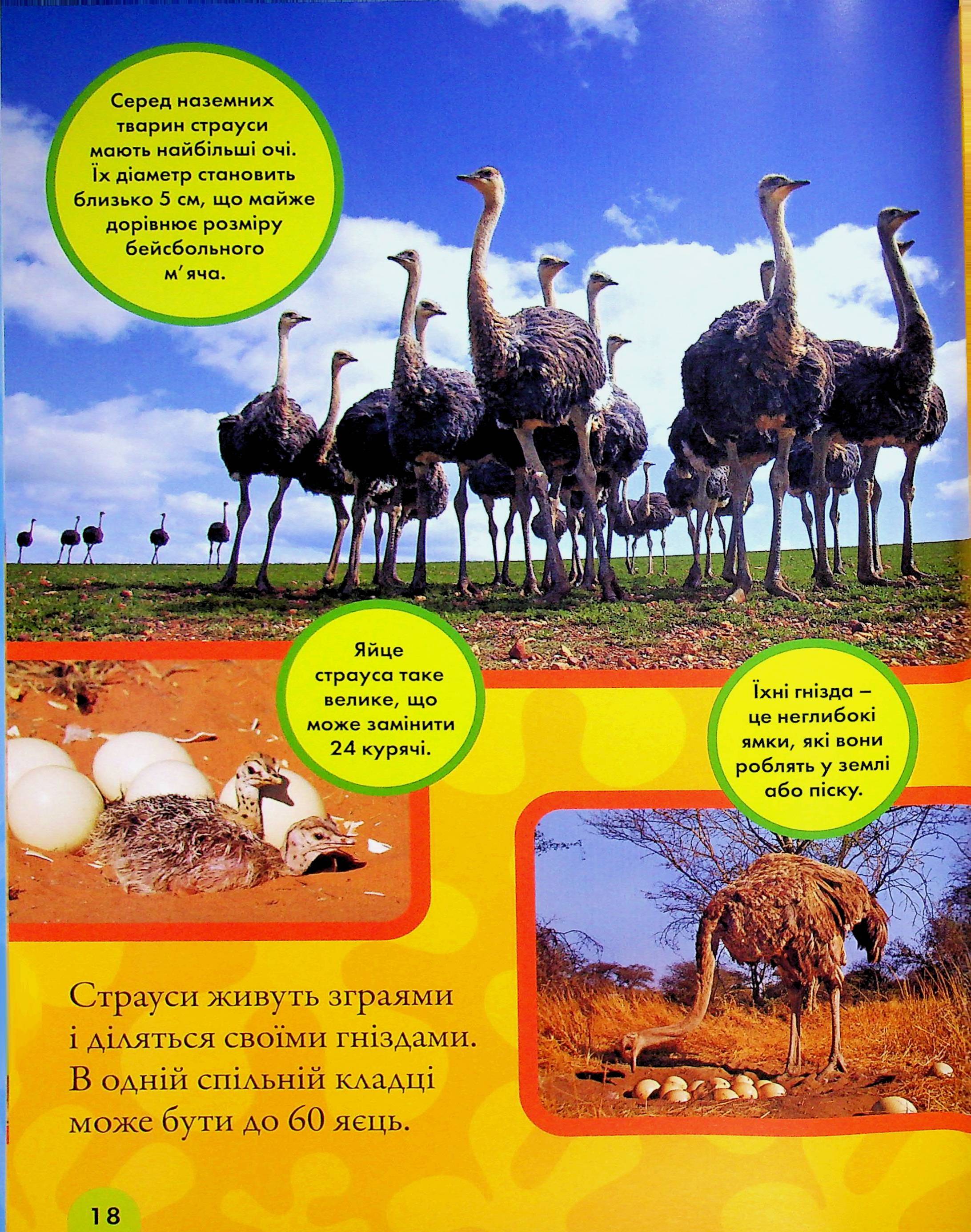 Книга "National Geographic. Моя первая энциклопедия. Птицы" (у) (0782) 14