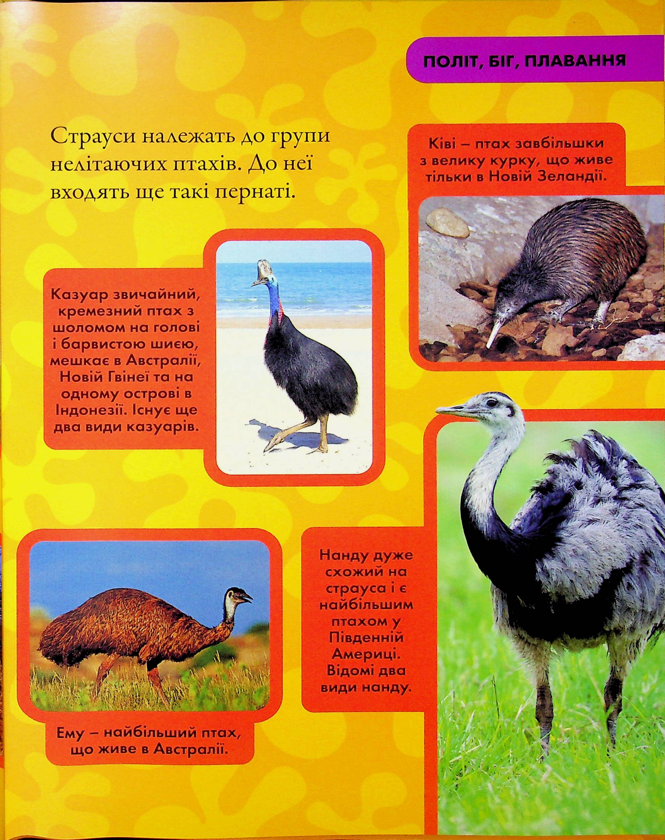 Книга "National Geographic. Моя первая энциклопедия. Птицы" (у) (0782) 15