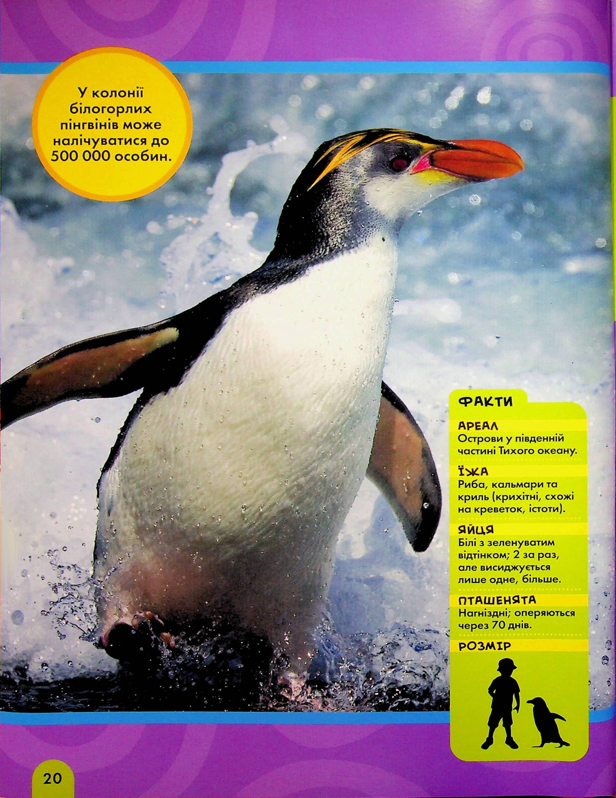 Книга "National Geographic. Моя первая энциклопедия. Птицы" (у) (0782) 16