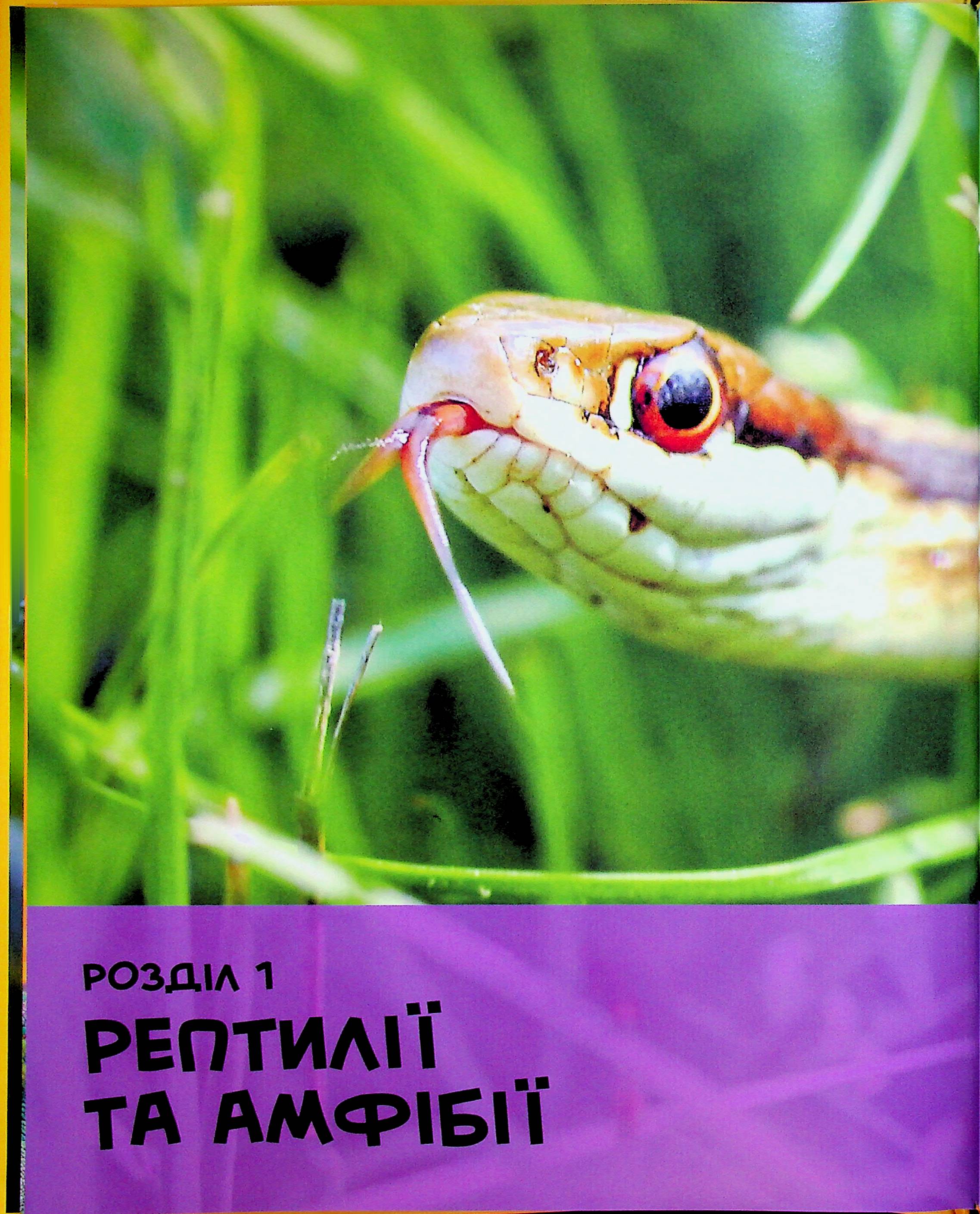 Книга "National Geographic. Моя первая энциклопедия. Рептилии и амфибии" (у) (0799) 2