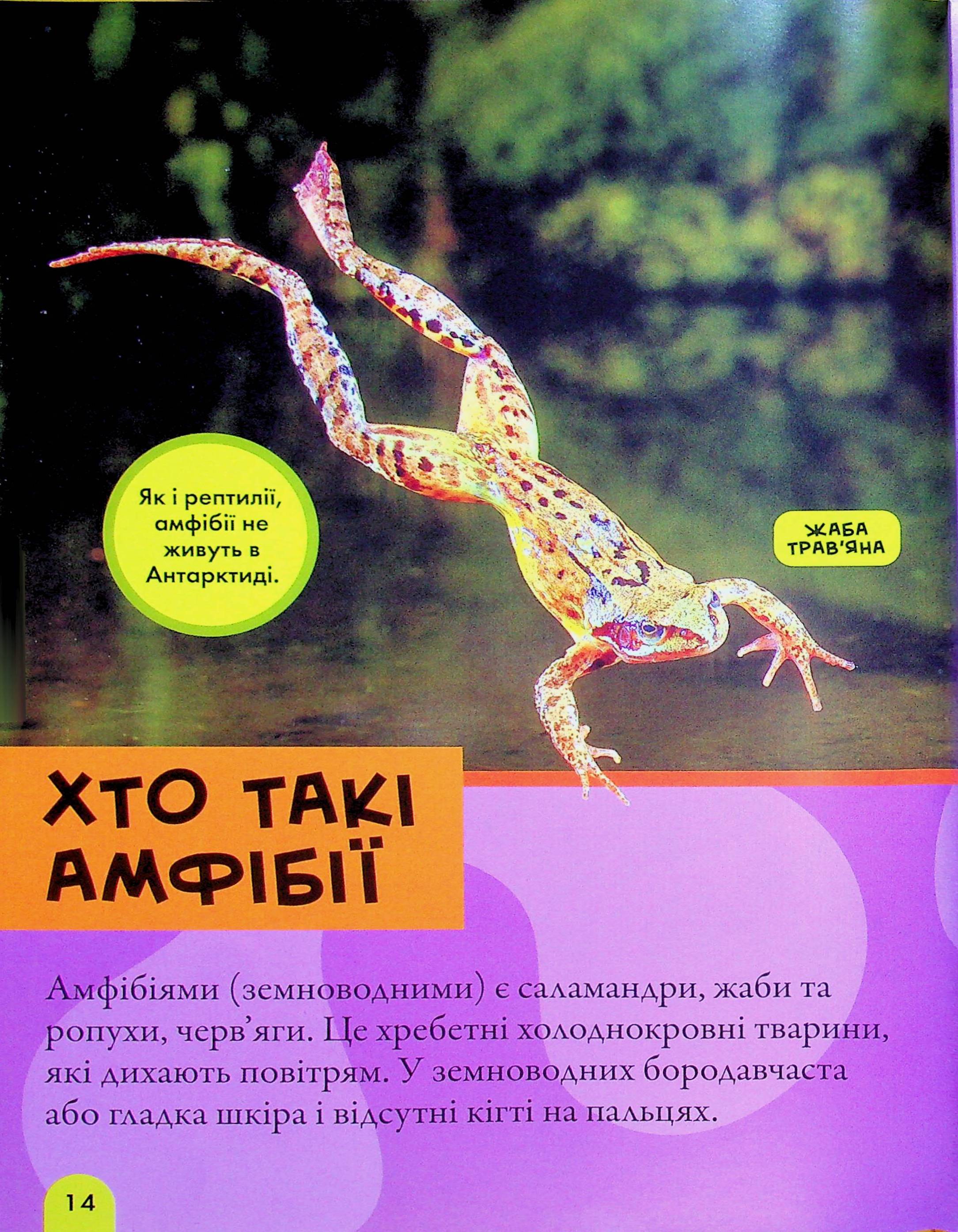 Книга "National Geographic. Моя первая энциклопедия. Рептилии и амфибии" (у) (0799) 10